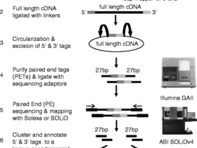 RNA-PET— 在基因组范围对5’和3’ 双末端标签的RNA-Seq进行全长转录本分析