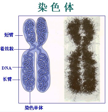 基因组结构-图片1