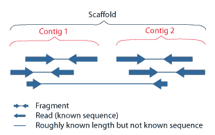 What is scaffold?