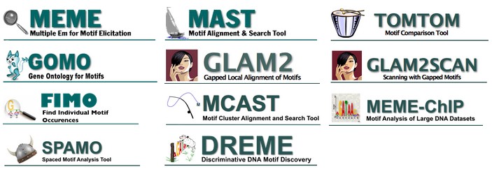 MEME:基于motif的序列分析工具