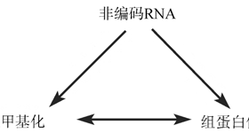 生物细胞非编码 RNA 的调控