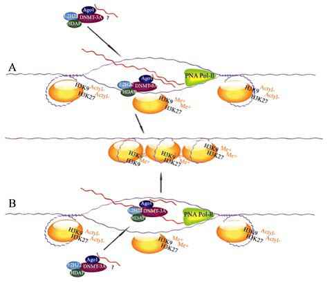 生物细胞非编码 RNA 的调控