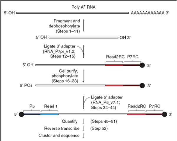 以RNA为测序模板的新技术:FRT-seq