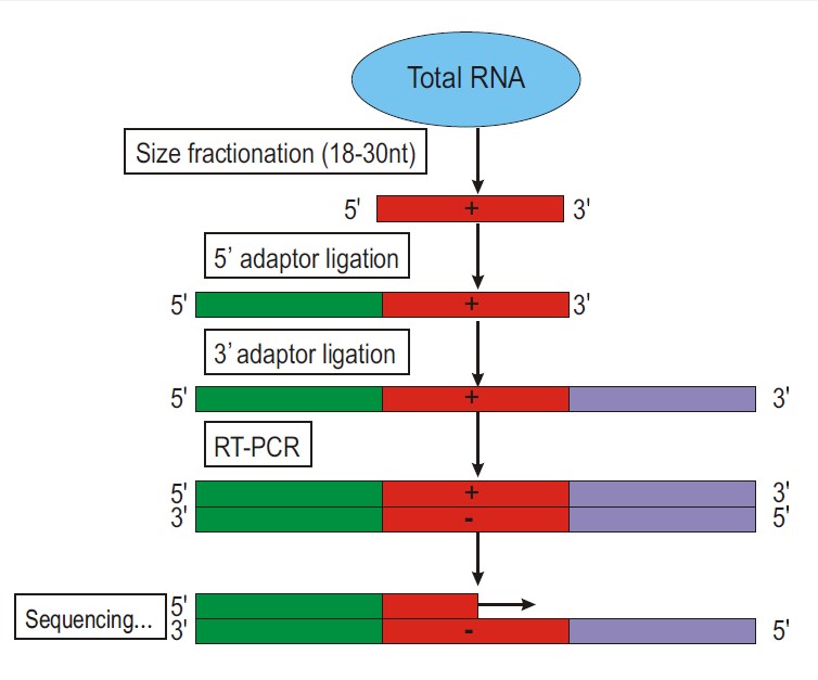 Small RNA 测序分析与研究