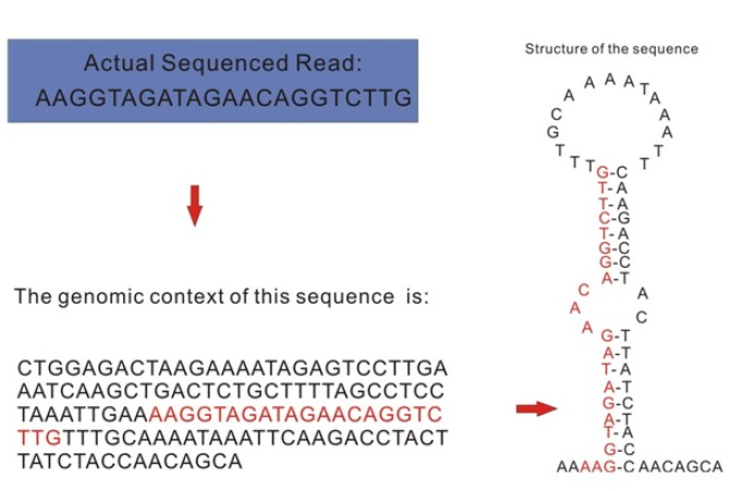 Small RNA 测序分析与研究