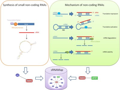 sRNAMAP:细菌small noncoding RNA数据库