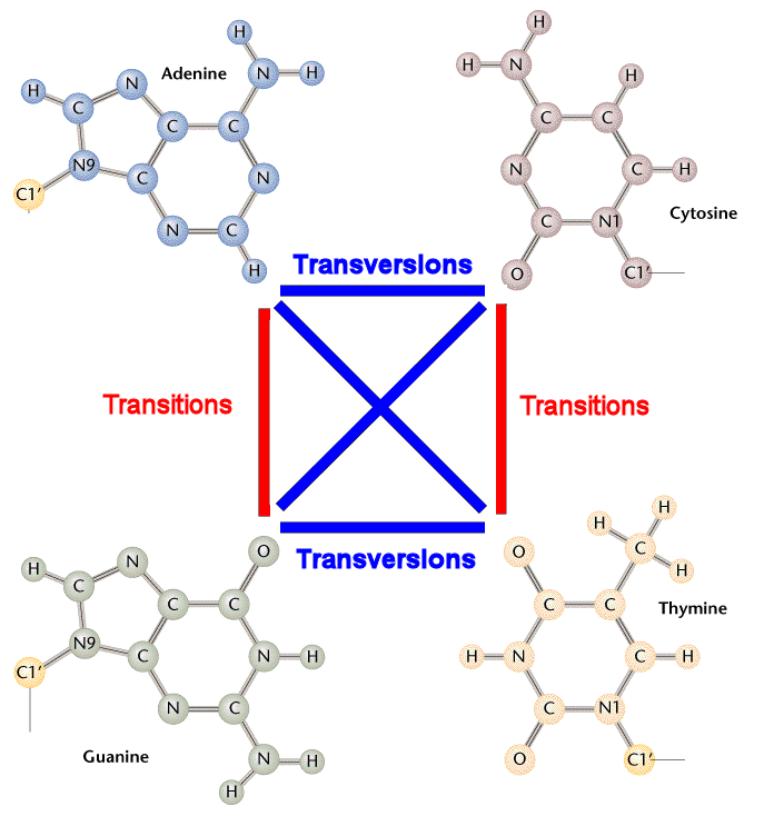 转换(transitions)和颠换(transversions)