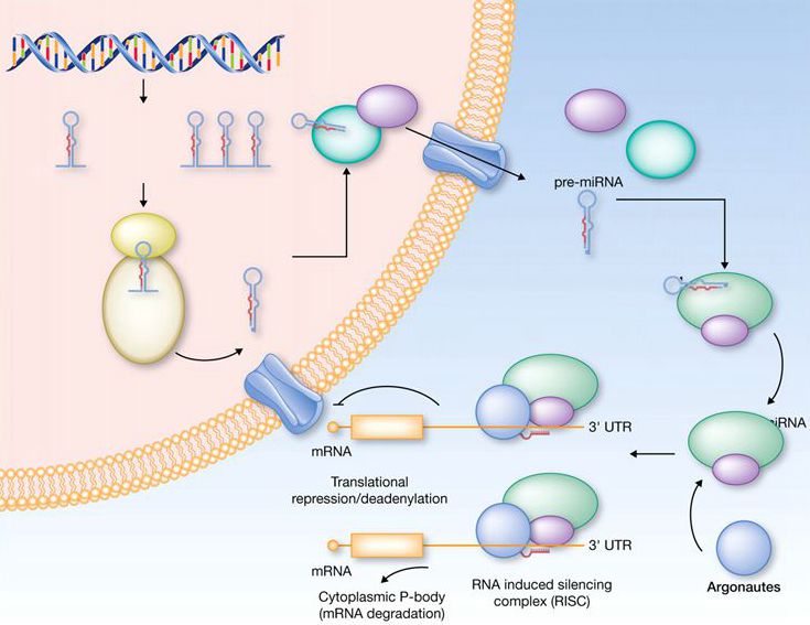 盘点癌症中的microRNA