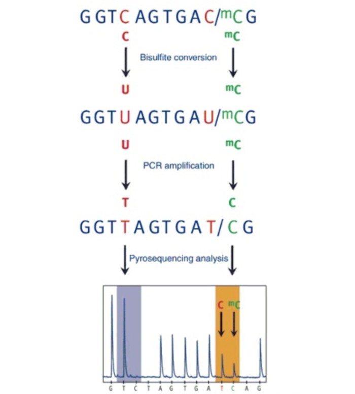 PyroSequencing—DNA甲基化分析的金标准-图片1