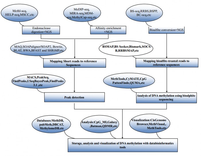 DNA甲基化分析流程和软件集锦