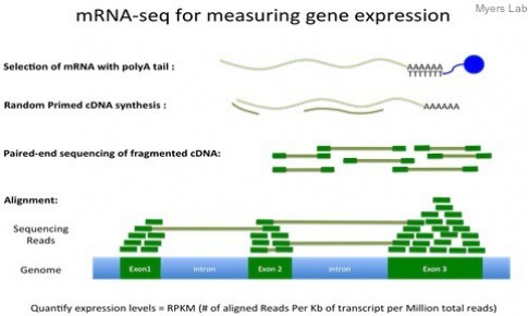 RNA-Seq基因表达水平衡量方法