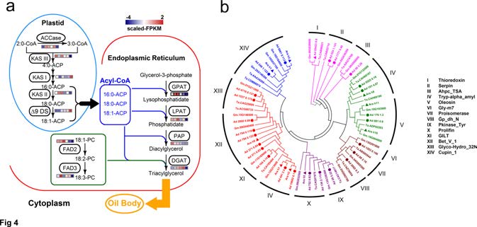 PNAS:花生A基因组测序成果揭示其地下繁殖、产油代谢等独特性状的遗传机制