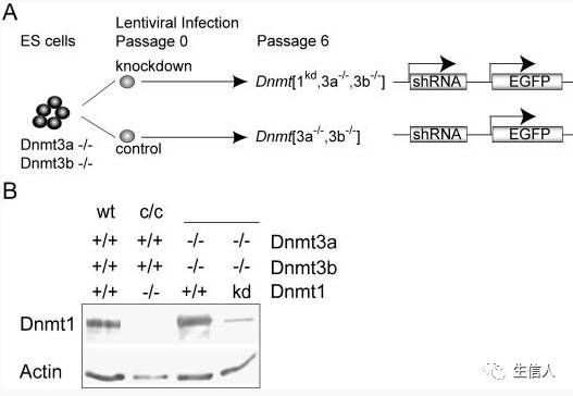 DNA甲基化测序方法介绍