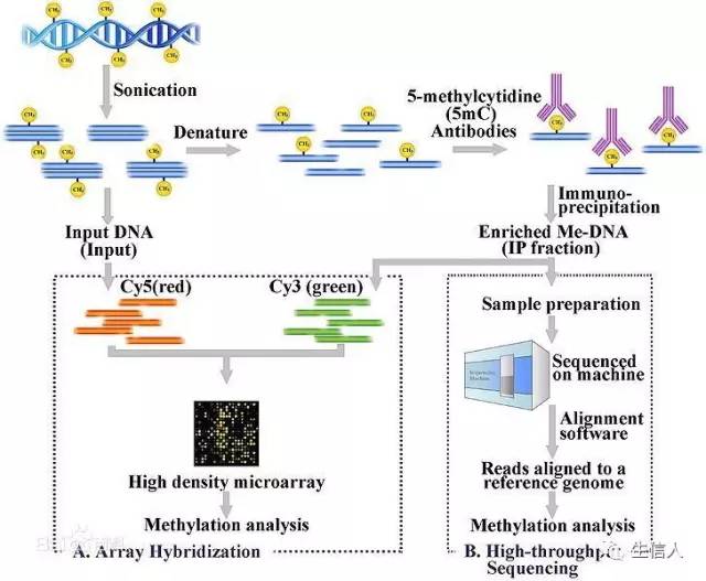 DNA甲基化测序方法介绍-图片9