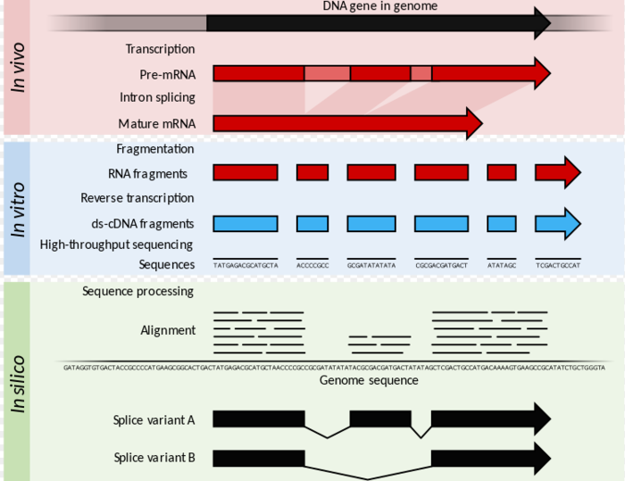 RNA-seq数据综合分析教程