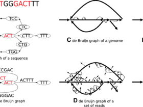 利用de Bruijn graph组装基因组的时候，Kmer为什么必须是奇数？