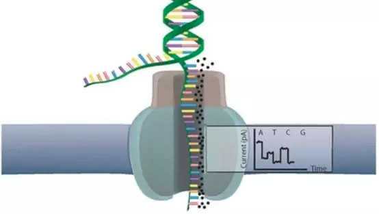 从零开始完整学习全基因组测序（WGS）数据分析：第1节 测序技术