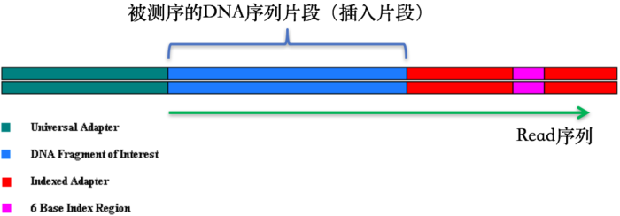 从零开始完整学习全基因组测序（WGS）数据分析：第3节 数据质控