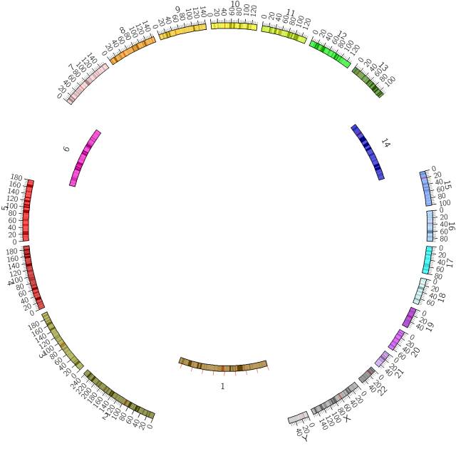 CIRCOS圈图绘制 – 染色体信息展示和调整
