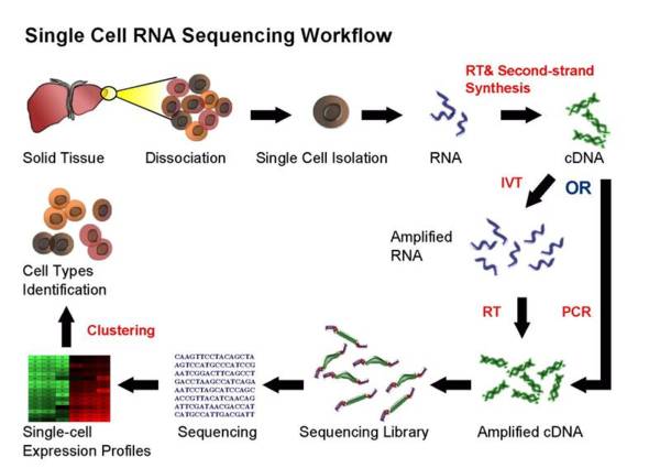 Single Cell RNA-seq原理理解