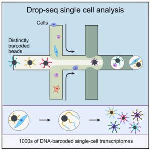 Single Cell RNA-seq原理理解