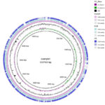 BRIG-原核生物比较基因组圈图展示神器 | Public Library of Bioinformatics