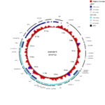 BRIG-原核生物比较基因组圈图展示神器 | Public Library of Bioinformatics