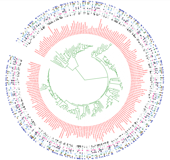 用iTOL轻松绘制高颜值系统进化树