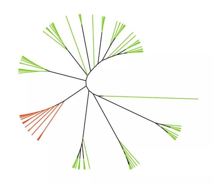 如何绘制“松针”状的进化树