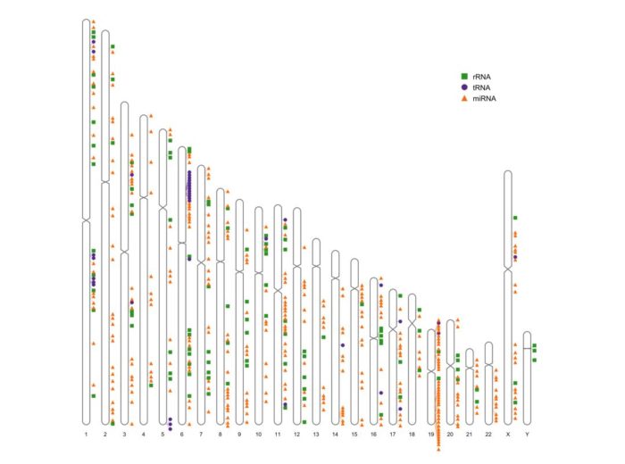 RIdeogram：画染色体图