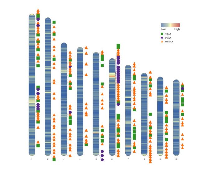 RIdeogram：画染色体图-图片14
