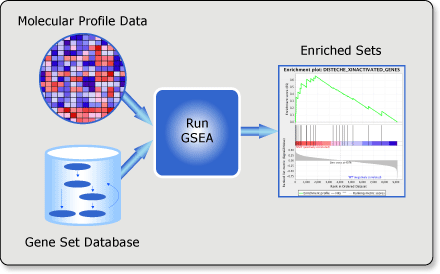 GSEA-基因富集分析