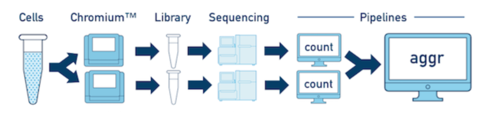 CellRanger单细胞转录组分析教程(三) 使用初探