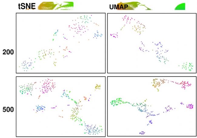 单细胞数据降维可视化最新工具UMAP的介绍
