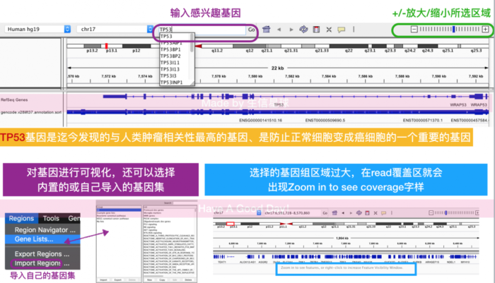 基因组浏览器-可视化软件Integrative Genomic Viewer(IGV)