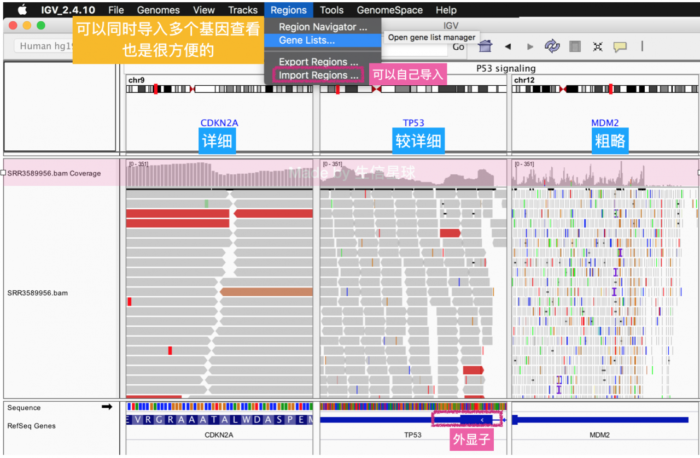 基因组浏览器-可视化软件Integrative Genomic Viewer(IGV)