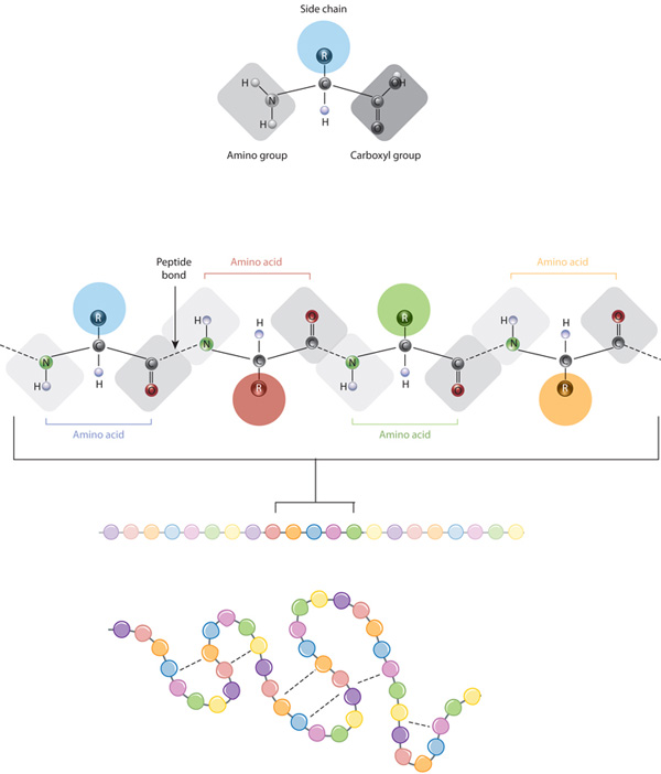 AlphaFold2与蛋白质三维结构-背景介绍-图片1
